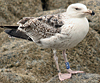 7095jp36.jpg (66909 bytes)